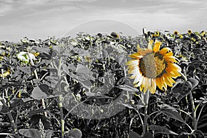 Photography of theÃÂ common sunflower field Helianthus annuus
